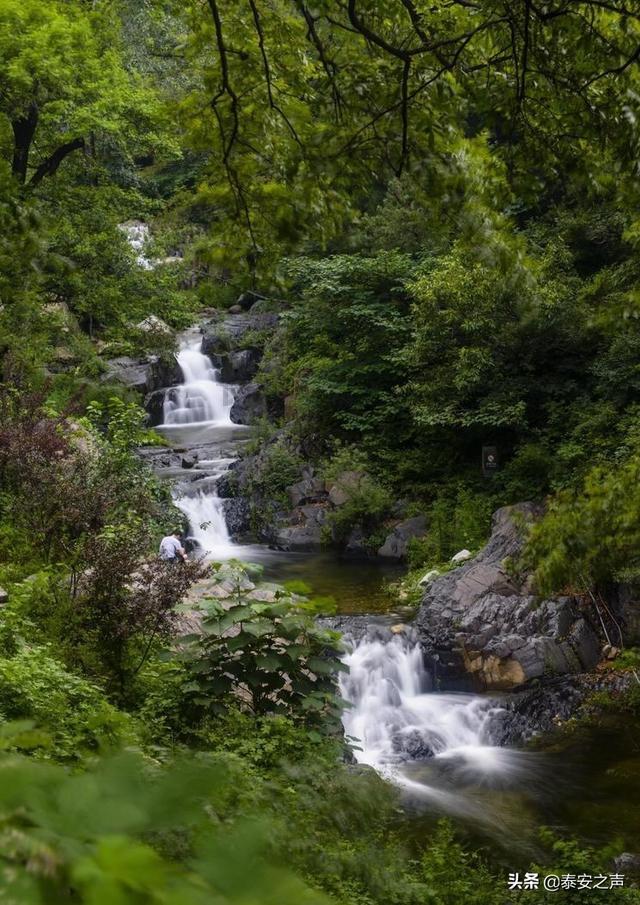 大鹰森林逃生